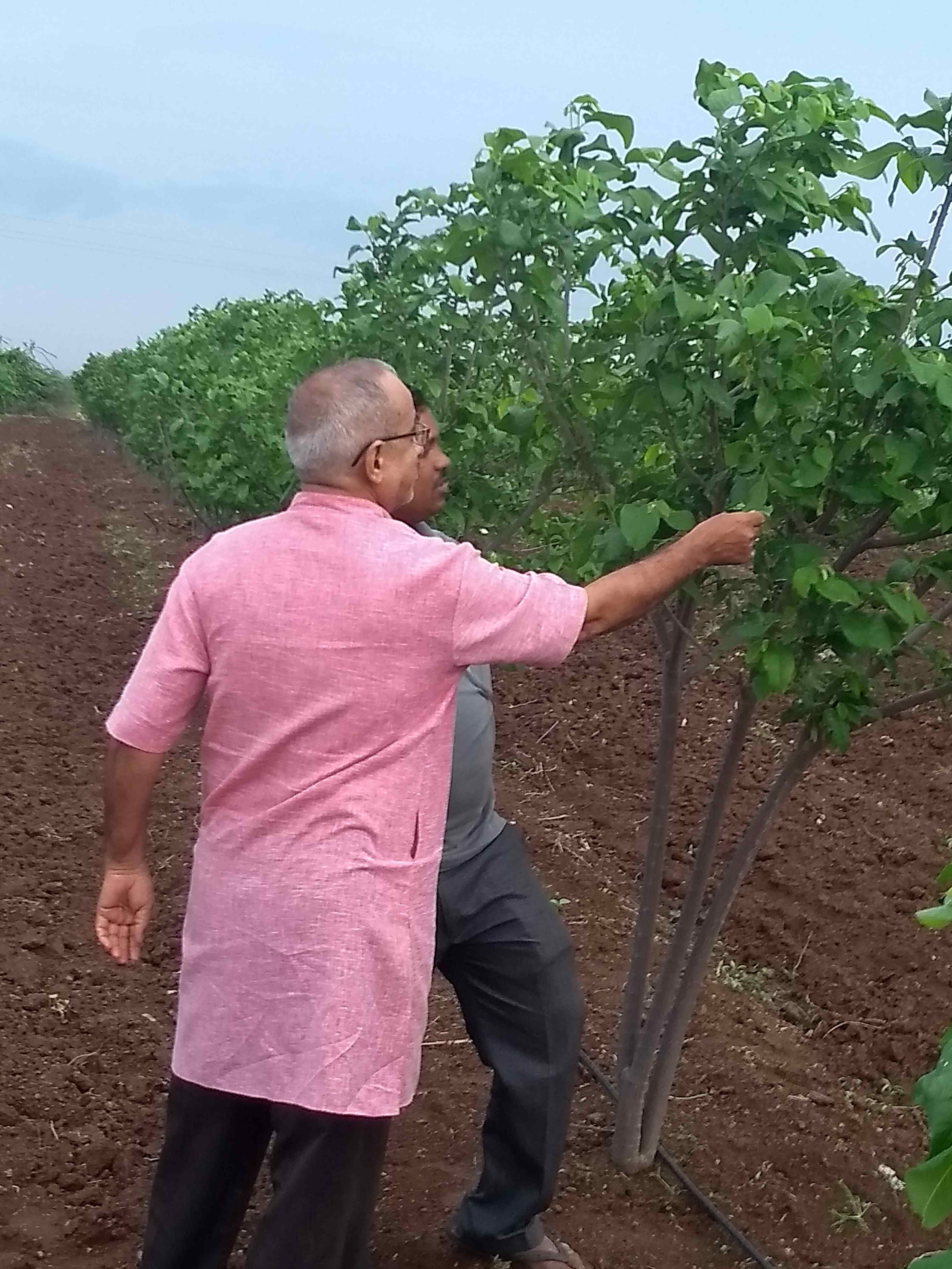 नैसर्गिक शेती