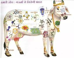 भारतीय गाय